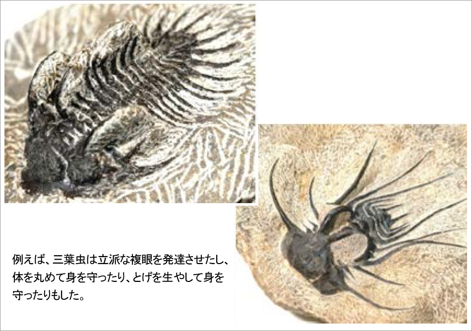 例えば、三葉虫は立派な複眼を発達させたし、体を丸めて身を守ったり、とげを生やして身を守ったりもした。