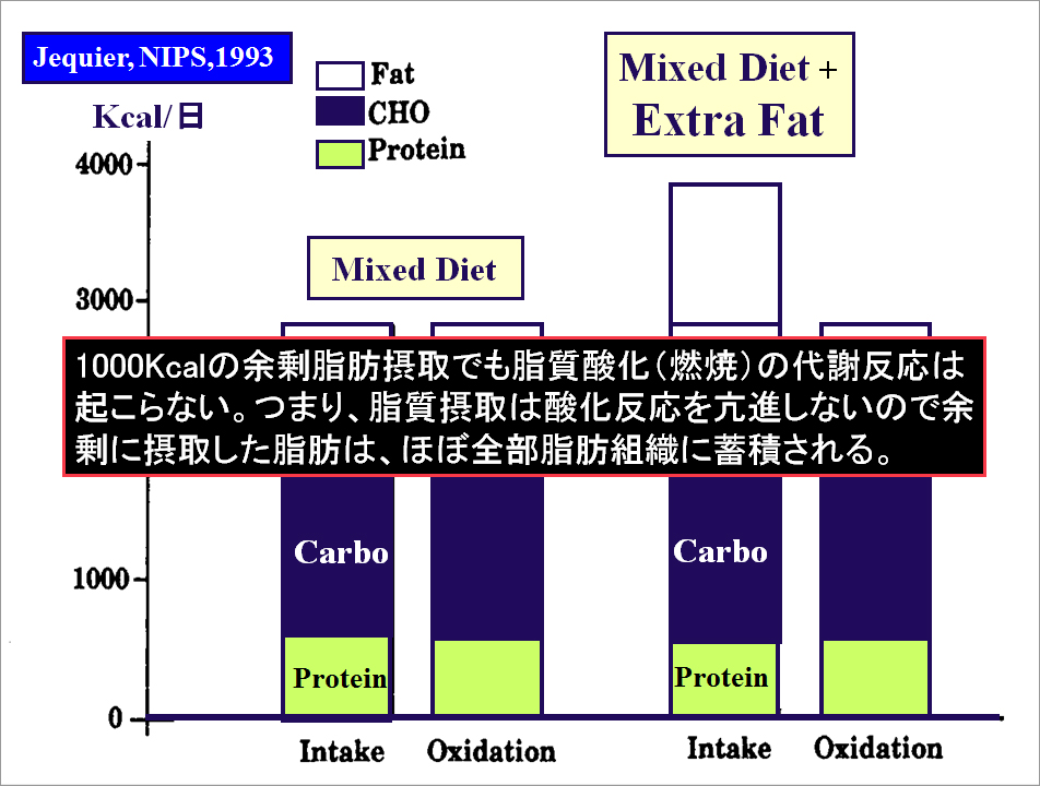 1000Kcalの過剰脂肪接種でも脂肪酸化（燃焼）の代謝反応は起こらない。